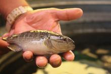 UdeG estudia cultivo del pez chame para combatir el hambre
