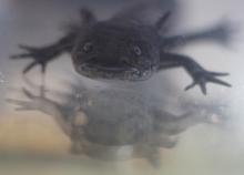 CUCOSTA RECIBE ESPECIE EN PELIGRO DE EXTINCIÓN, BUSCARÁN DIETA ESPECÍFICA PARA 60 AJOLOTES QUE LLEGAN EN CALIDAD DE PRÉSTAMO