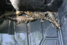 Nacen 30 cocodrilos en el Reptilario Cipactli del CUCosta