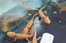 Crean laboratorio para producir ajolote mexicano en el CUCosta