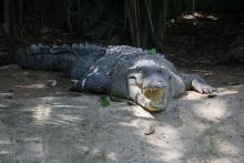 Celebra CUCosta 22 años de conservación de especies en el reptilario Cipactli